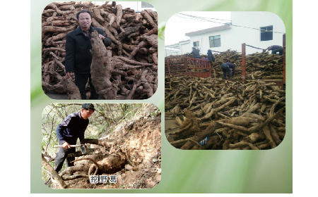 一勺野生葛根粉里的「古今對話」，從古籍記載到現(xiàn)代餐桌的清涼傳承