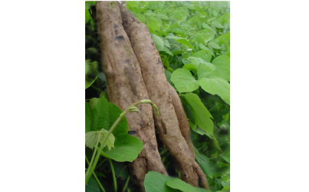 吃了這么多年的野生葛根粉，你吃對了嗎？