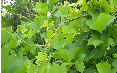 七夕寵妻狂魔就選它！二月風(fēng)雙有機野生葛根粉，健康又有文化味 