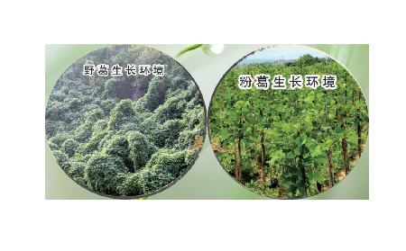 高學(xué)歷養(yǎng)生黨親測：這款雙有機野生葛根粉，憑什么成日常優(yōu)選？?