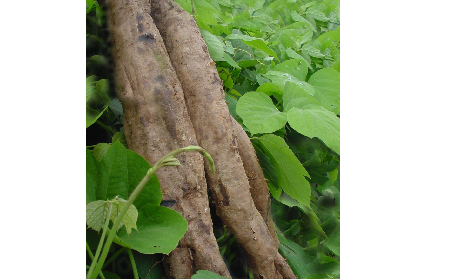 長(zhǎng)期吃葛粉是養(yǎng)生還是傷身？科學(xué)解讀它的三大益處，讓你吃得更明白！