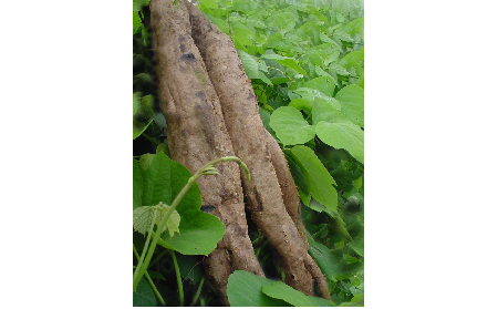 正宗的野生葛根粉，本質(zhì)是淀粉嗎？探秘千年本草中的自然饋贈