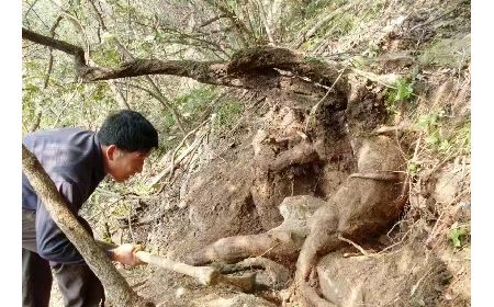 藏在隨州深山里的自然饋禮：二月風(fēng)有機野生葛根粉，守護孩子純粹成長