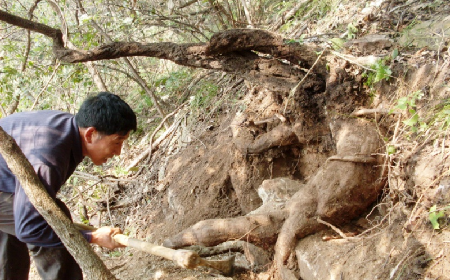 深山藏珍，二月風(fēng)正在大量收購寒冬野生葛根