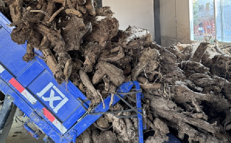 霜降采葛正當(dāng)時！二月風(fēng)大量收購霜降葛根，以匠心護(hù)品質(zhì)、以產(chǎn)業(yè)助增收