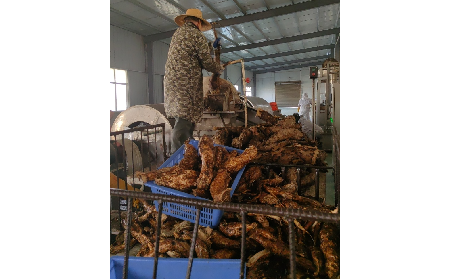 野生葛粉加工正當時，二月風匠心傳承好味道